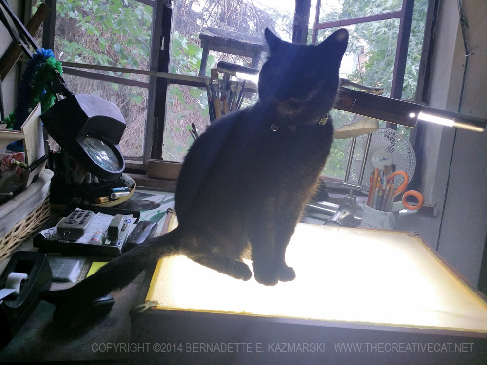 black cat on light table
