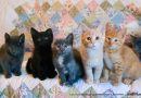 Five cute kittens!