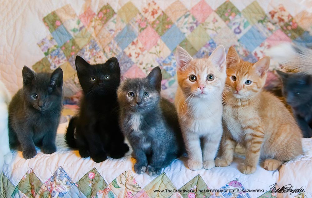 Five cute kittens!