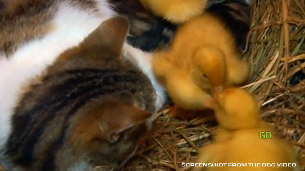 cat with ducklings