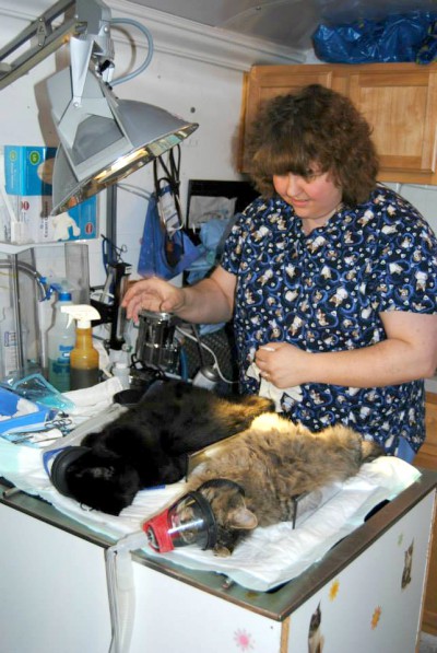 veterinarian spaying cats