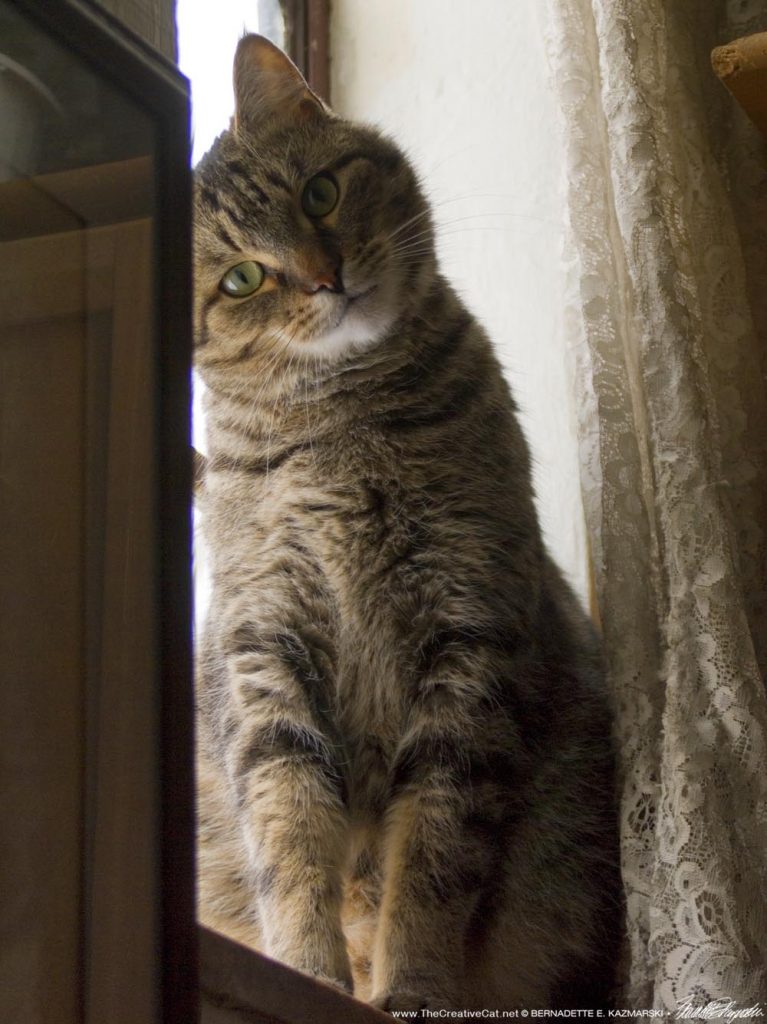 tabby cat on windowsill