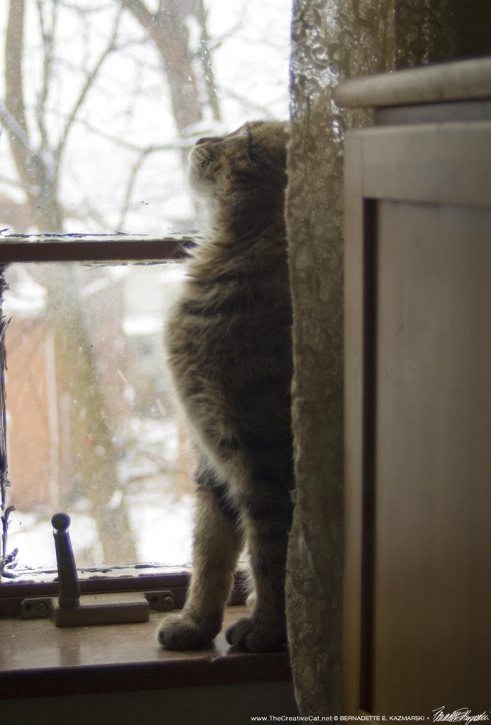 tabby cat on windowsill