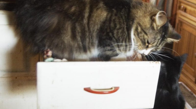 tabby cat in drawer looking at black cat