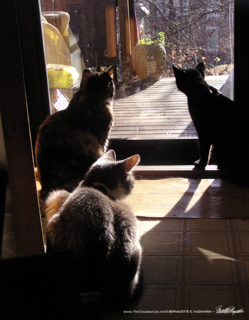 Cookie, Lucy, Namir, 2006