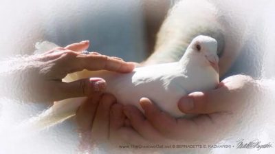 We touch the lead dove just before she is released to fly home.