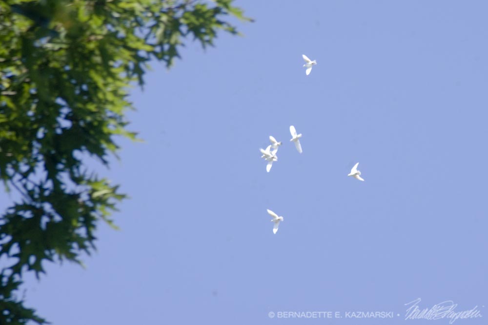 white doves in the sky