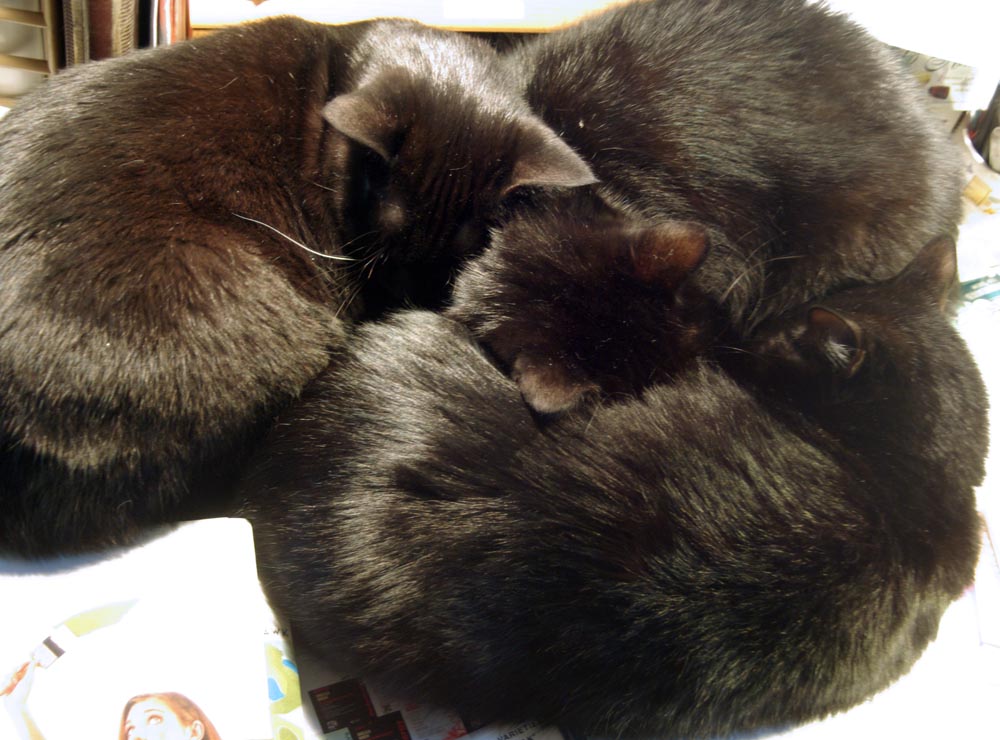 photo of three black cats curled together