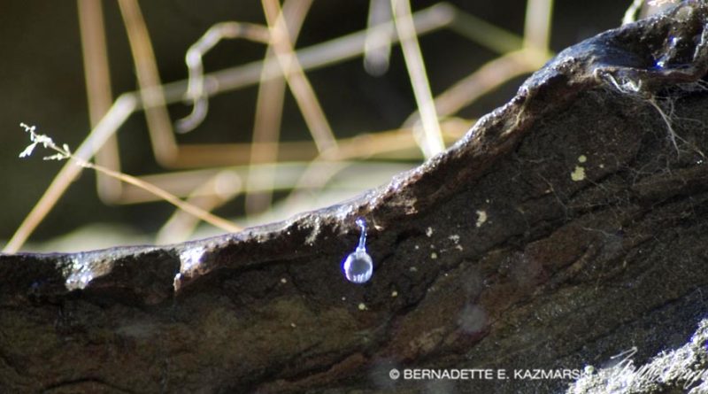 One droplet of water collects and begins its descent from the ledge above.