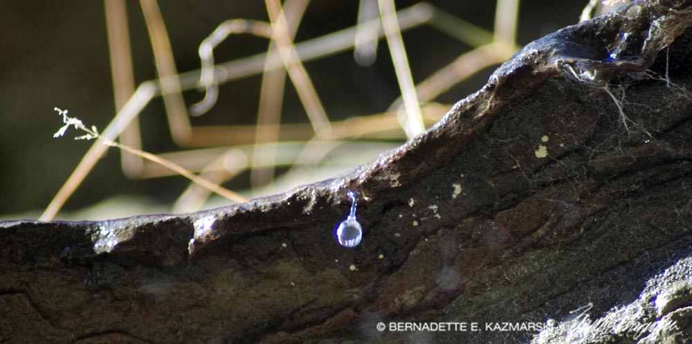 One droplet of water collects and begins its descent from the ledge above.