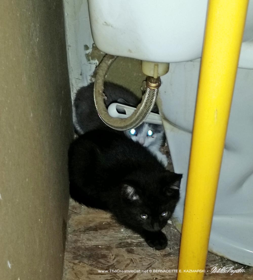 The black and the gray and white kittens hiding behind the toilet.