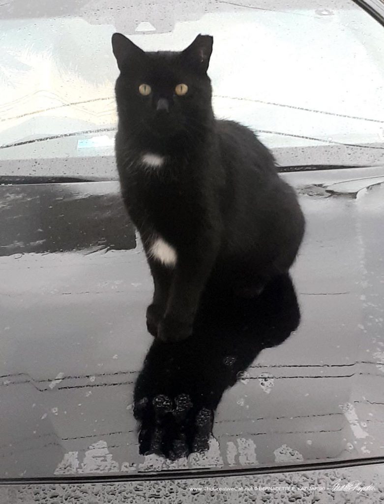 black cat on hood of car