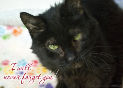 sympathy card with black cat