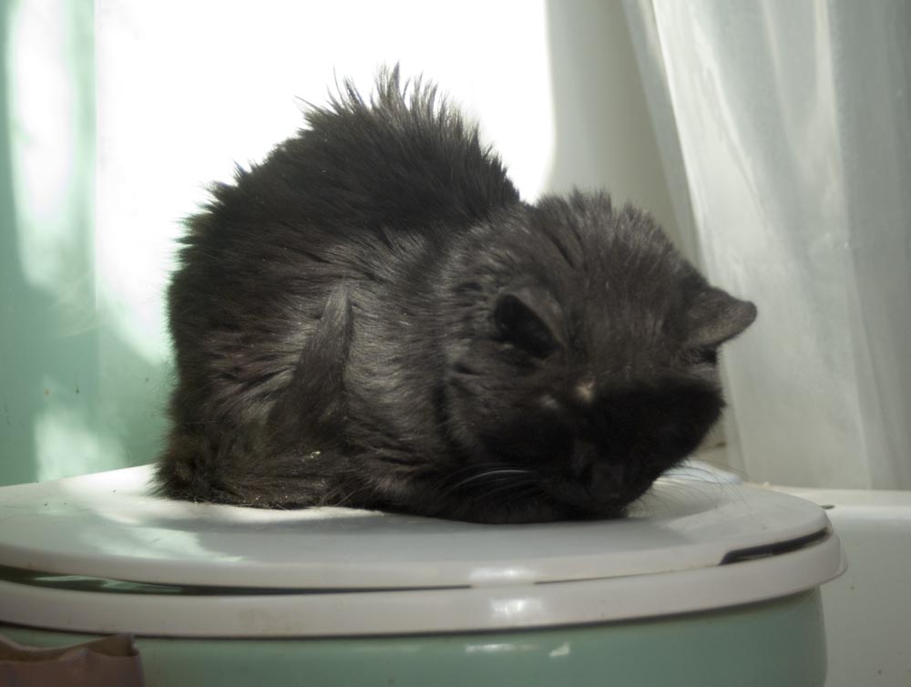 black cat on toilet lid