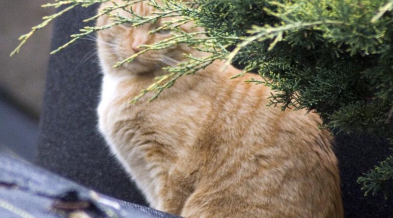 orange cat by bush