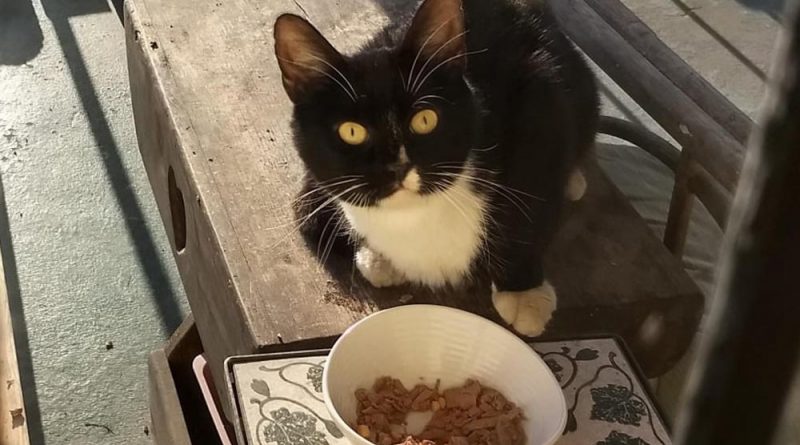 tux cat by food bowl