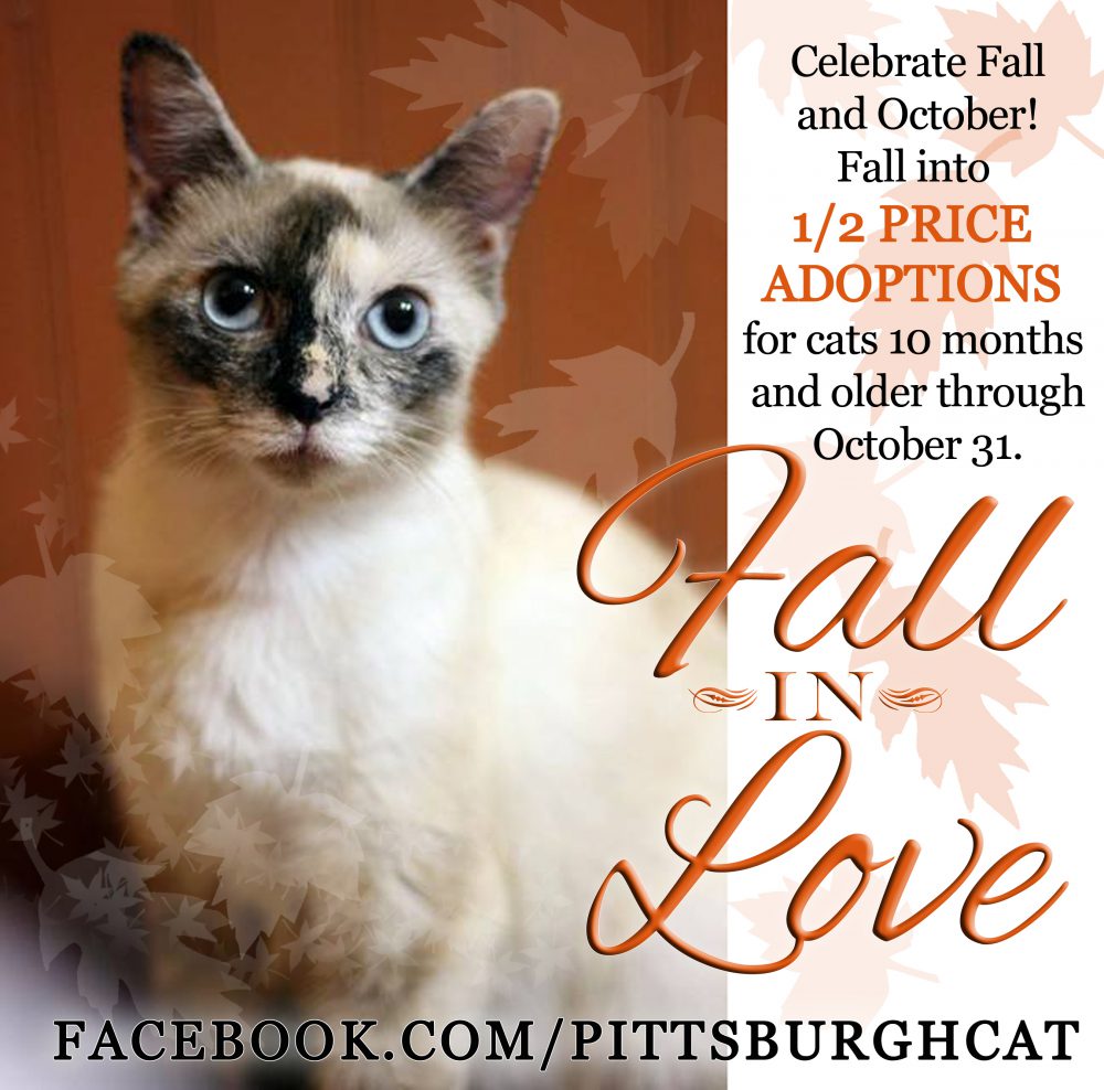 Fall in love--with an adult cat!