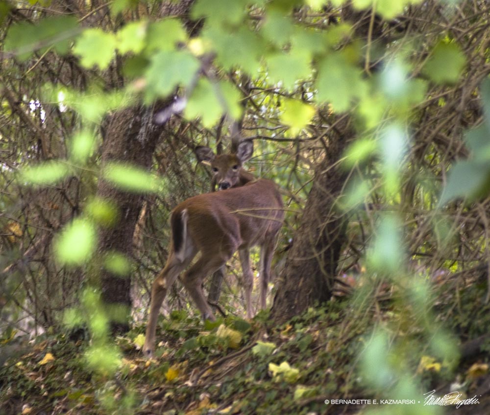 fawn in trees