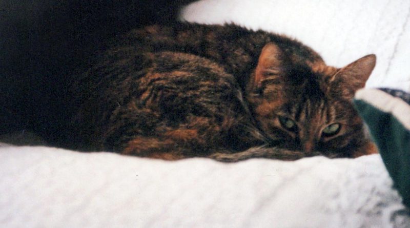 torbie cat on bed