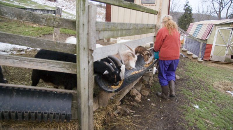Birgitta feeding the goats.