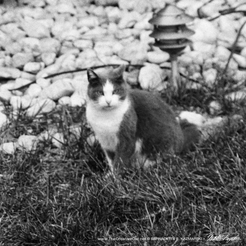 gray and white feral cat