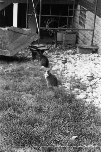 Two feral cats