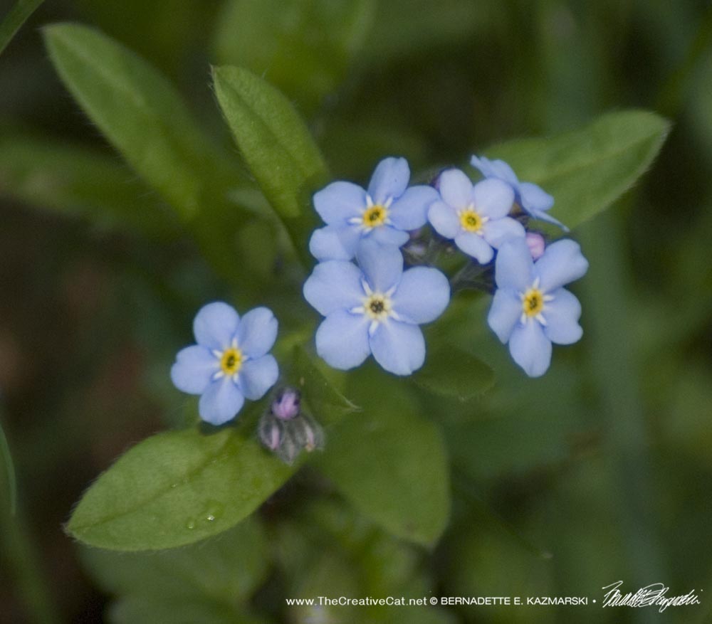 The first forget-me-nots this year.