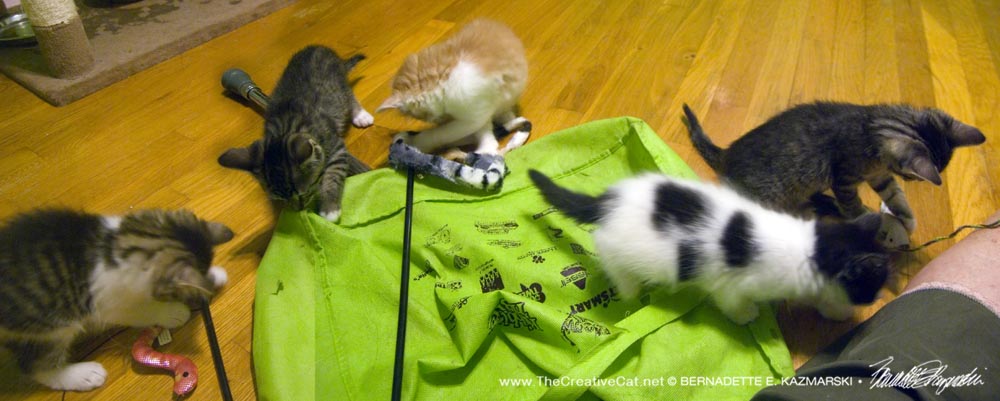 Five kittens exploring their new stuff!