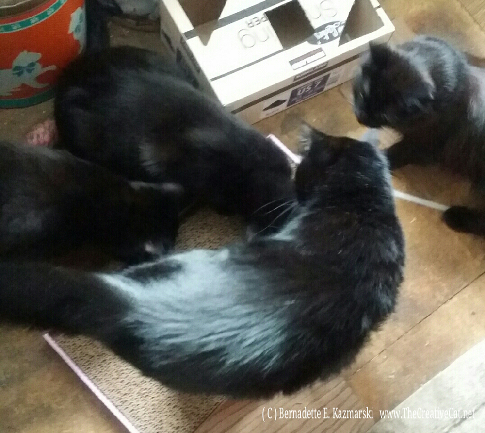 Five cats on the new scratcher.