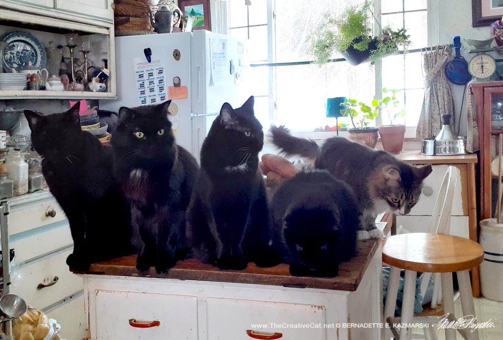 five cats on cabinet