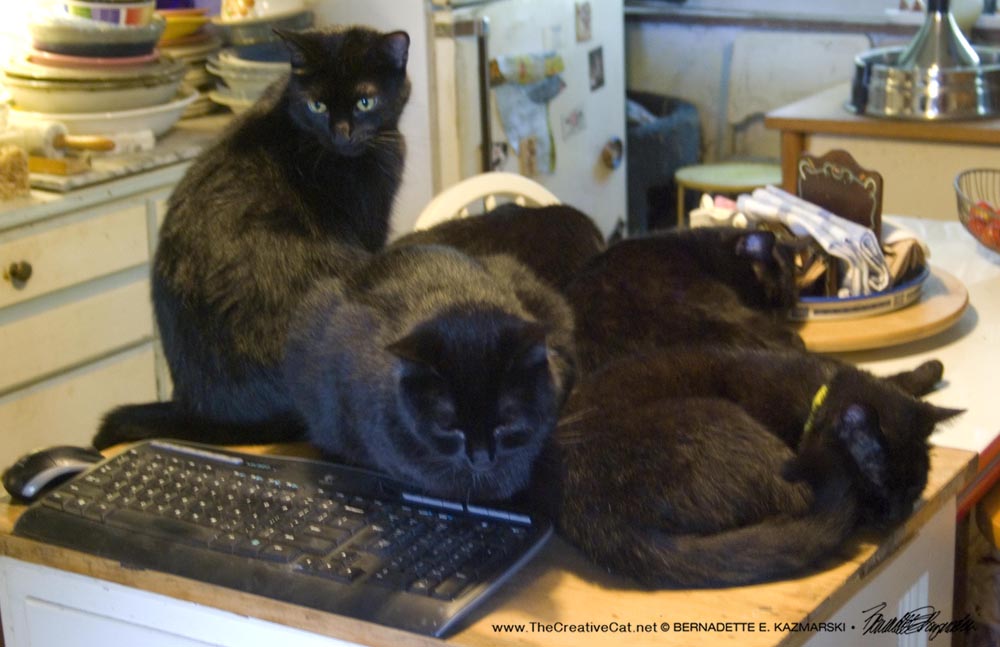 All Five gather around as I write this morning.