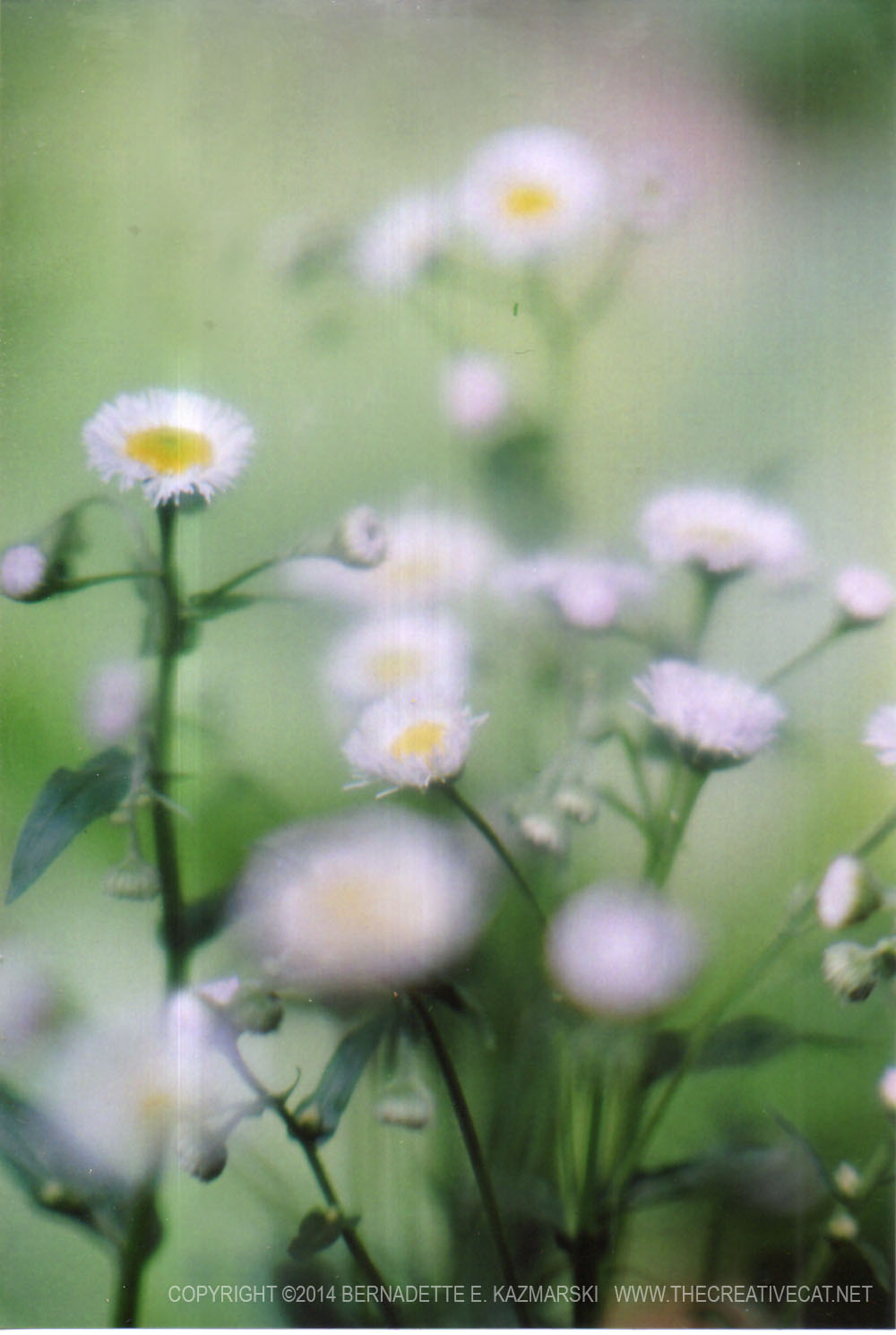 fleabane