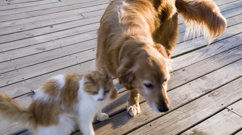 photo of golden retriever and orange and white cat