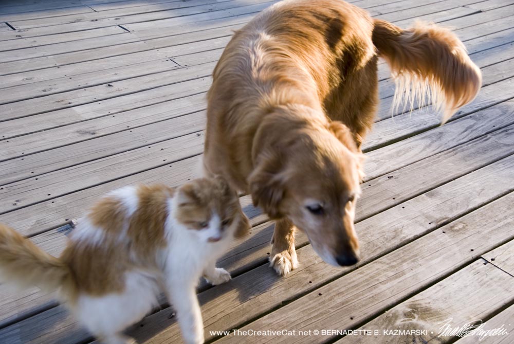 photo of golden retriever and orange and white cat