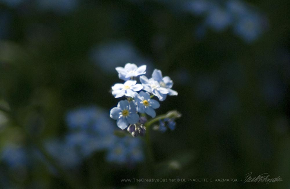     Forget-me-nots
