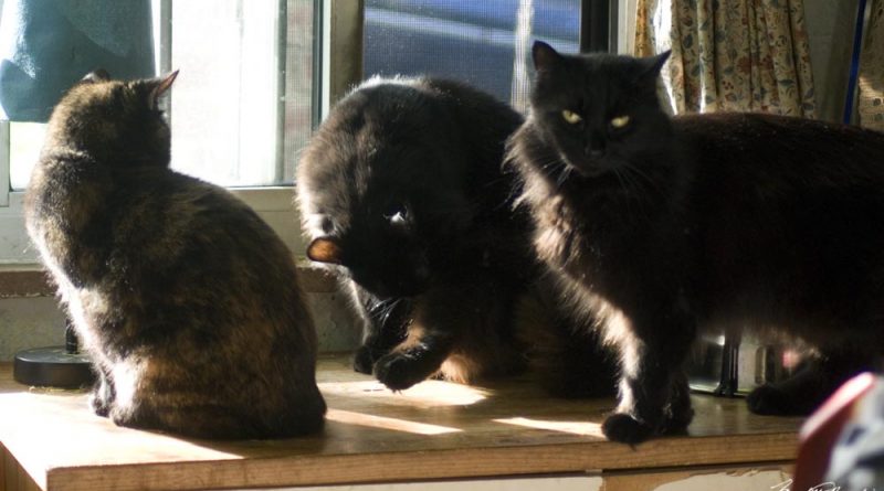 three cats in the sun