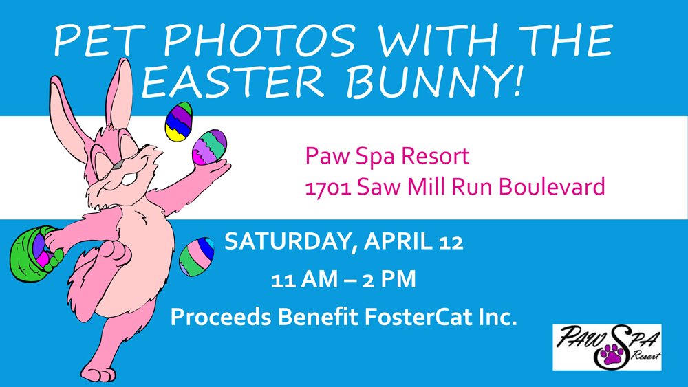 Pet photos with the Easter Bunny! fostercat