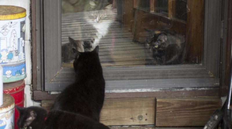 four cats at door