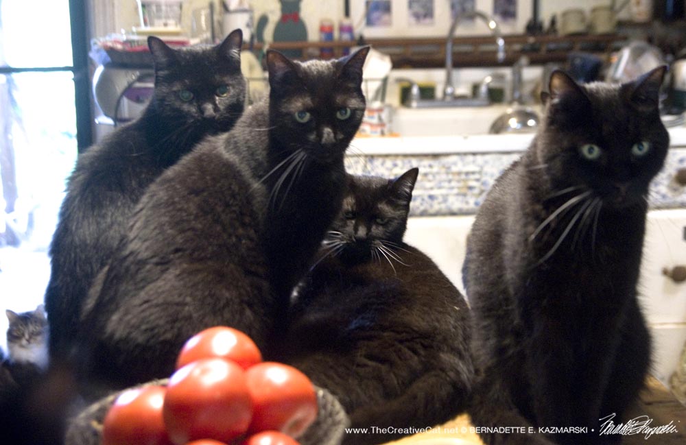 four black cats and one tabby