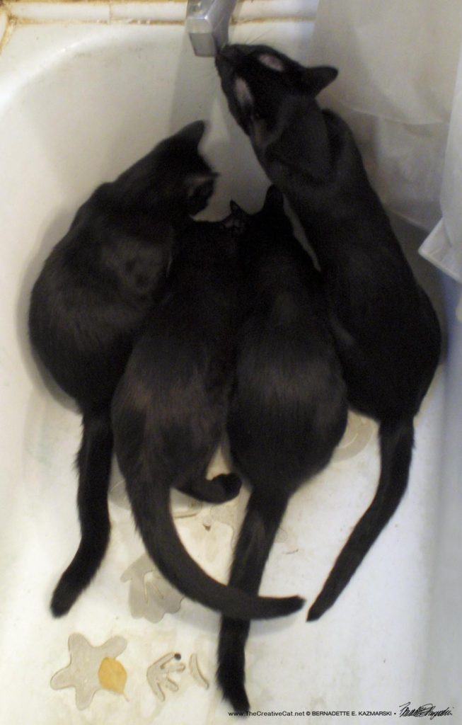 four black cats in tub