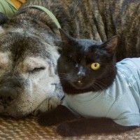 pit bull and black cat