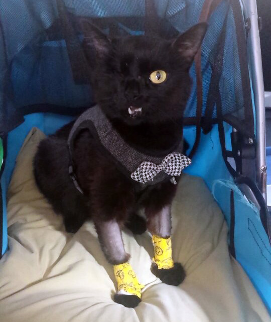 Franken looking dapper after his transfusion.
