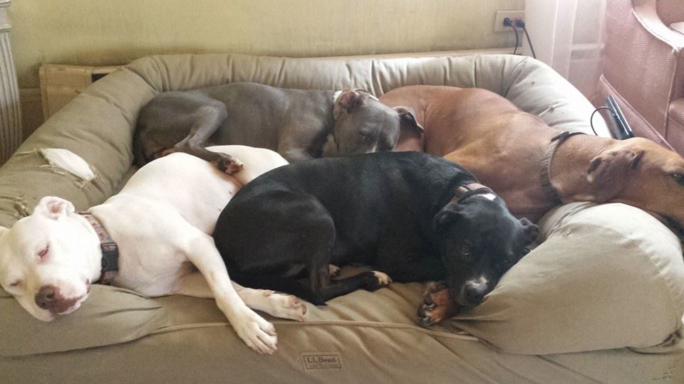 pit bulls on couch