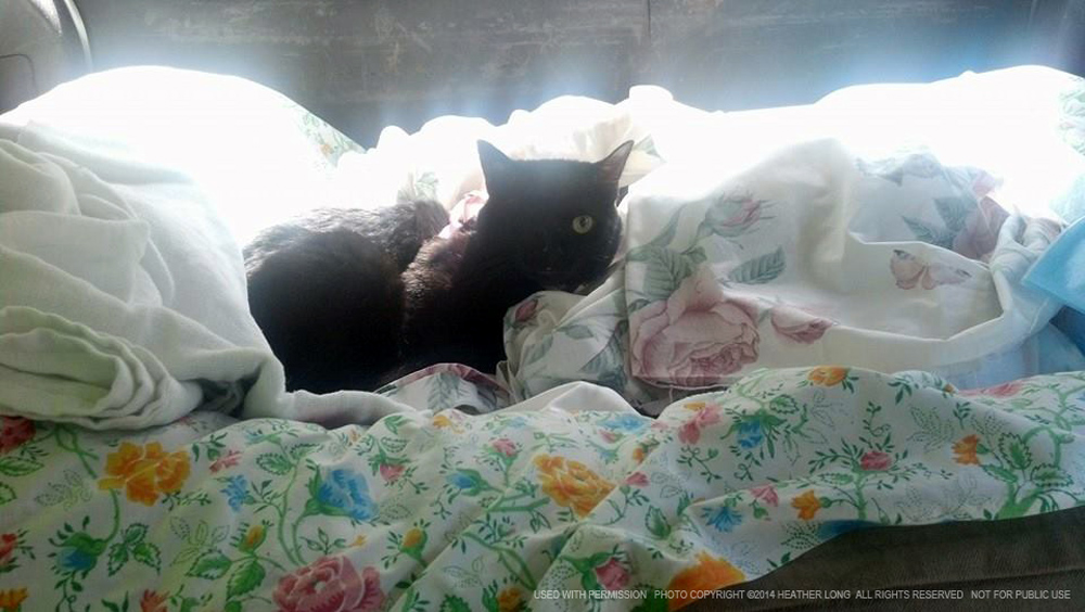 one-eyed black cat on sheet