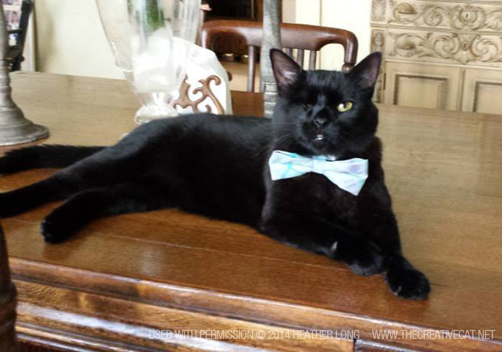 one-eyed black cat with bowtie