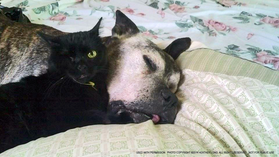 one-eyed black cat and pit bull