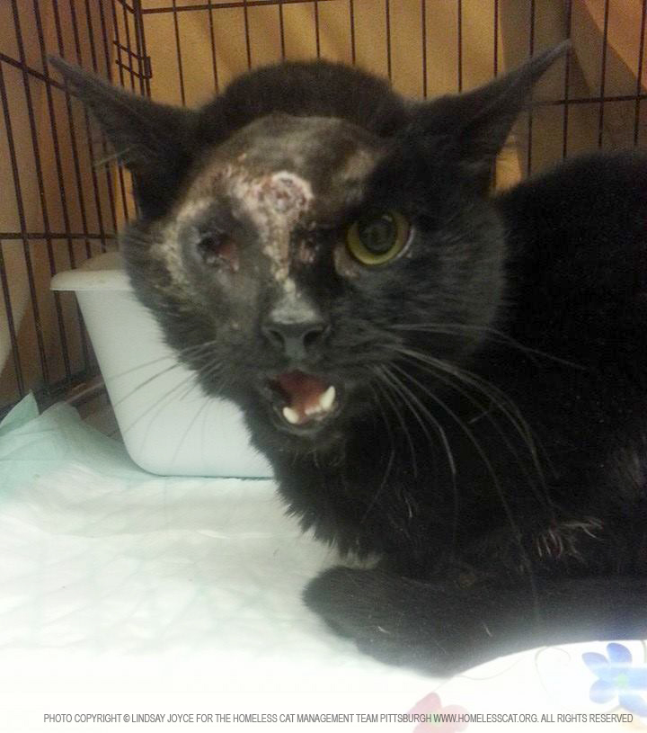 black cat with facial injuries.
