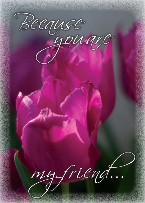 greeting card with two pink tulips