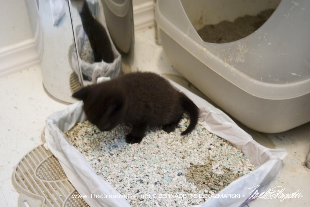 black kitten in litter box