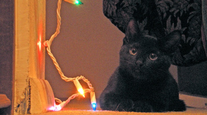 Fromage says, "Lights? What lights? I don't know how they got that way."